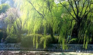 我的春风何时来 我的春风何时来